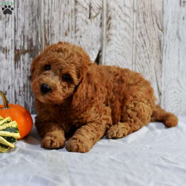 Evelyn, Mini Goldendoodle Puppy